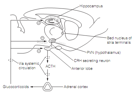 1116_Hypothalamic–pituitary–adrenal (hPA) axis.png